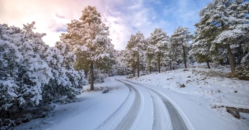 Comment identifier les traces d'animaux dans la neige