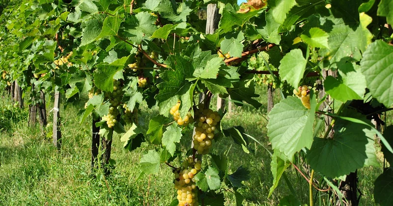 Quand partir sur la Route des Vins d'Alsace ?