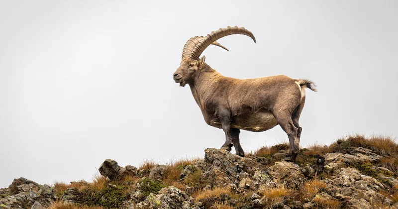 Observer la faune sauvage lors d'un trek : la question des horaires