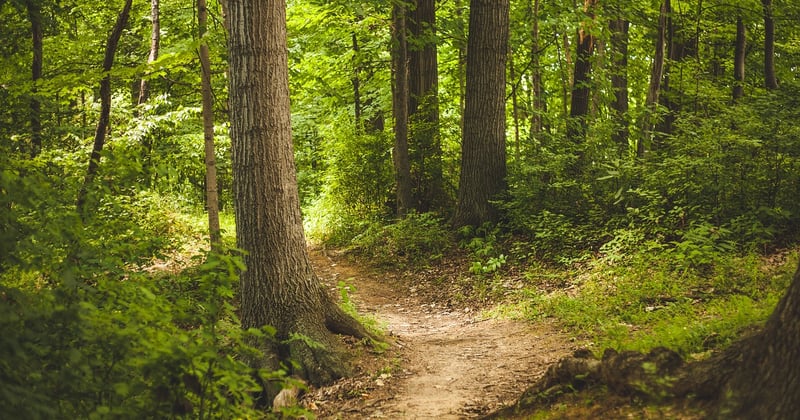 Randonnée facile avec enfants dans les Vosges : nos plus beaux sentiers